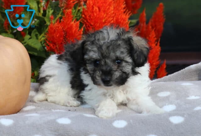 Adorable black, gray, and white Havapoo puppy lying with its front paws stretched forward on a polka-dot blanket beside a pale pumpkin and bright red flowers. image