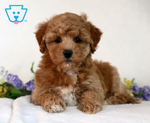 Chex Bichpoo