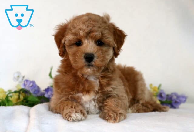 Chex Bichpoo image