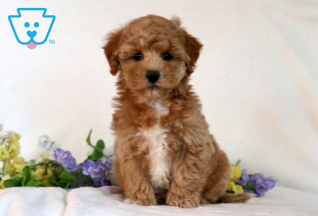 Chex Bichpoo2 image