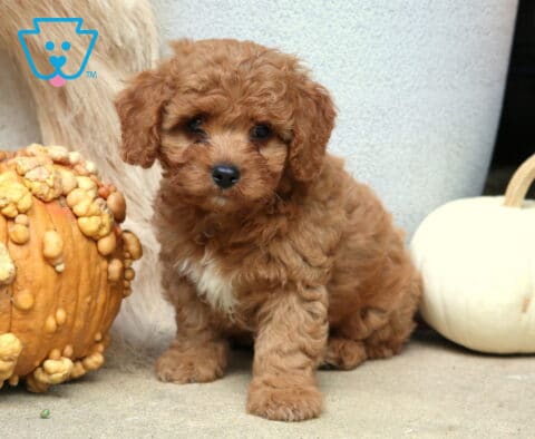 Chex Poodle Mix