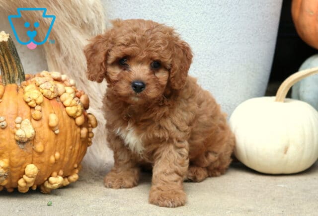 Chex Poodle Mix image