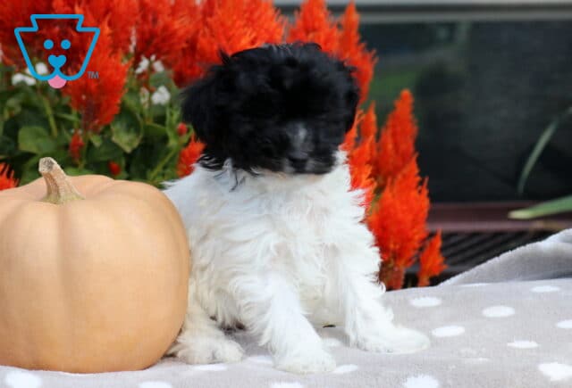 Fluffy black and white Havapoo puppy sitting beside a pale peach pumpkin on a soft gray polka-dot blanket with vibrant orange-red flowers in the background. image