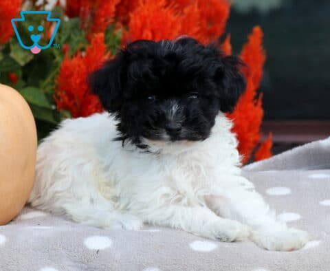 Black and white Havapoo puppy relaxing with its front paws extended on a gray polka-dot blanket beside a peach pumpkin and bright red fall flowers.