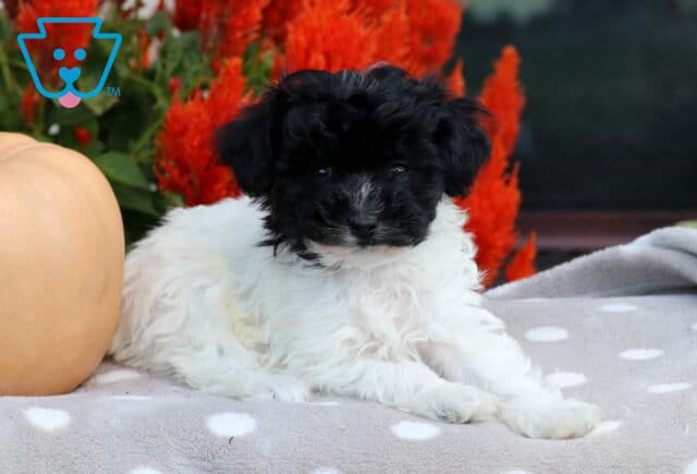 Black and white Havapoo puppy relaxing with its front paws extended on a gray polka-dot blanket beside a peach pumpkin and bright red fall flowers. image
