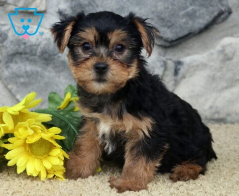 Cjay Yorkie
