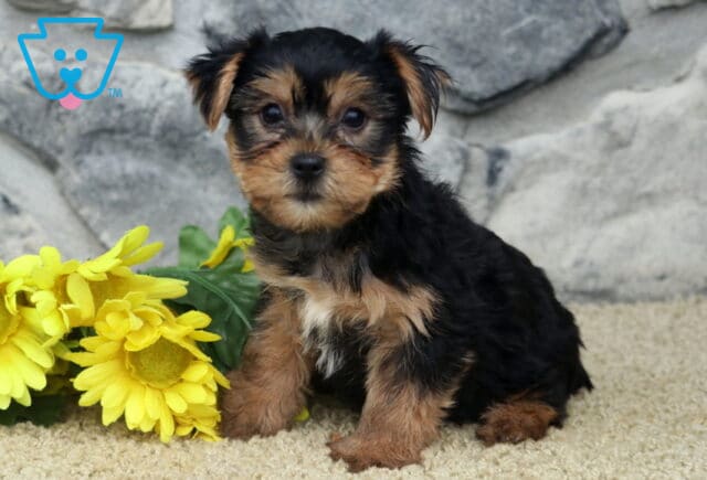 Cjay Yorkie image