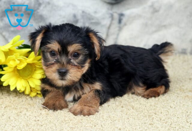 Cjay Yorkie2 image