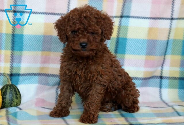 Clifford Cavapoo image