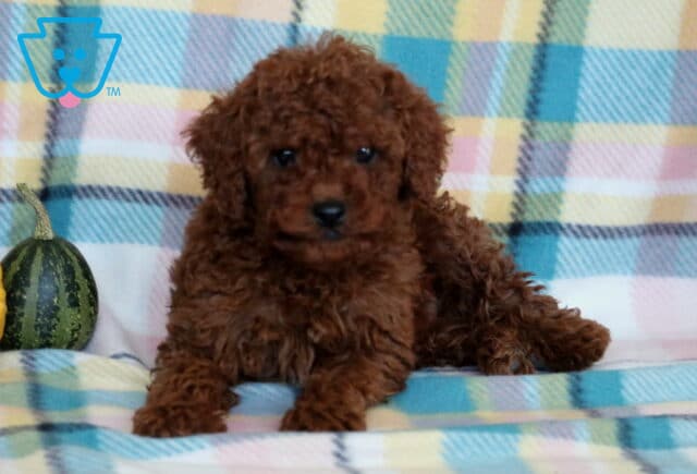 Clifford Cavapoo2 image