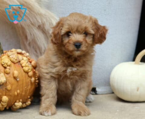 Cody Poodle Mix