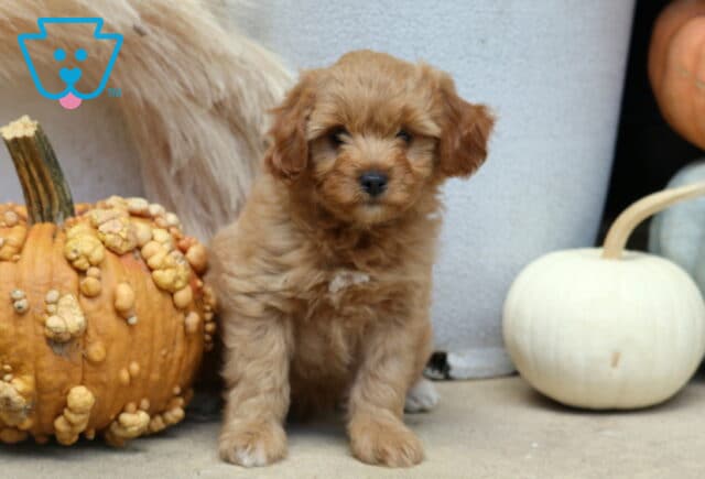 Cody Poodle Mix image