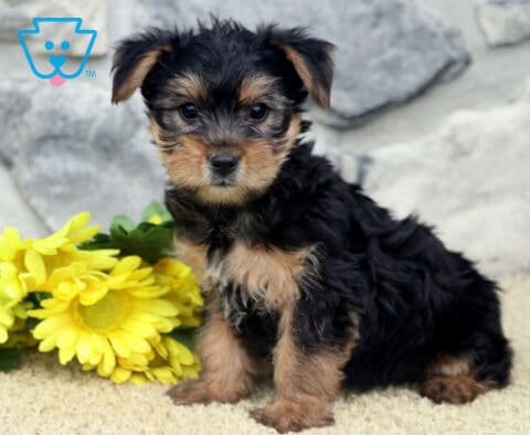 Cody Yorkie