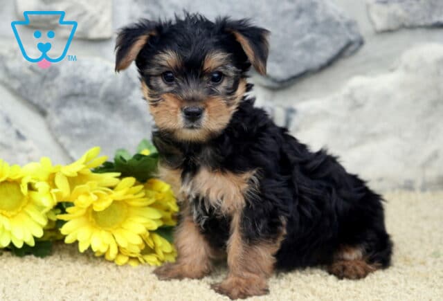 Cody Yorkie image