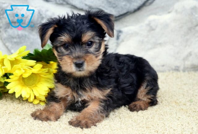 Cody Yorkie2 image