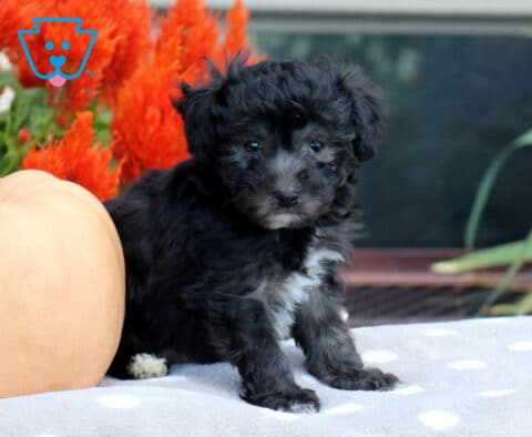 Fluffy black Havapoo puppy with subtle gray facial markings and a white chest sitting beside a peach pumpkin on a polka-dot blanket with vibrant red flowers behind it.