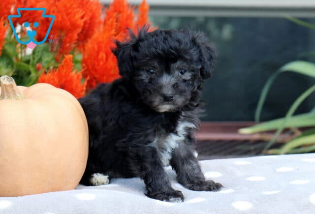 Fluffy black Havapoo puppy with subtle gray facial markings and a white chest sitting beside a peach pumpkin on a polka-dot blanket with vibrant red flowers behind it. image
