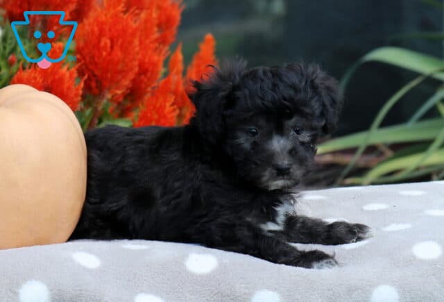 Black Havapoo puppy with soft wavy fur and a small white chest marking stretched out beside a peach pumpkin on a cozy gray polka-dot blanket. image