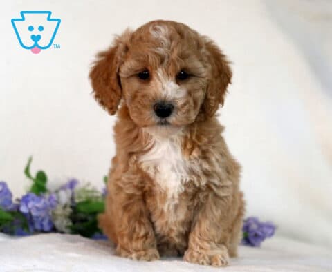 Cookie Bichpoo