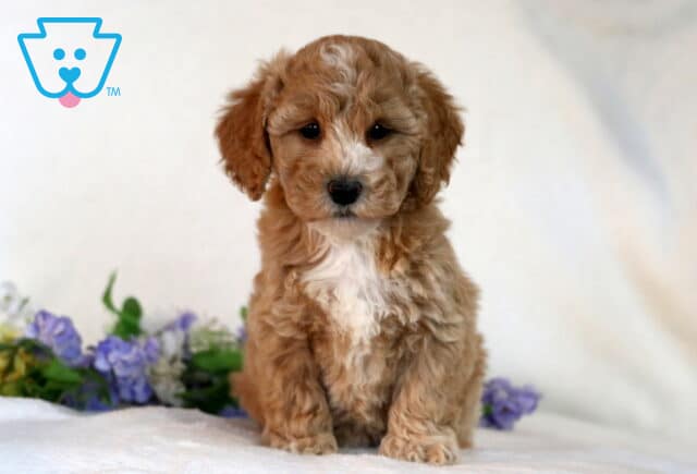 Cookie Bichpoo image