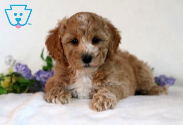 Cookie Bichpoo2 image