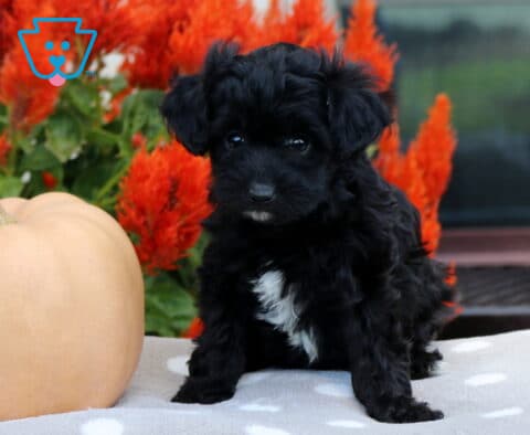 Tiny black Havapoo puppy with a fluffy wavy coat and distinctive white chest markings sitting beside a pale peach pumpkin with brilliant red autumn flowers behind it.