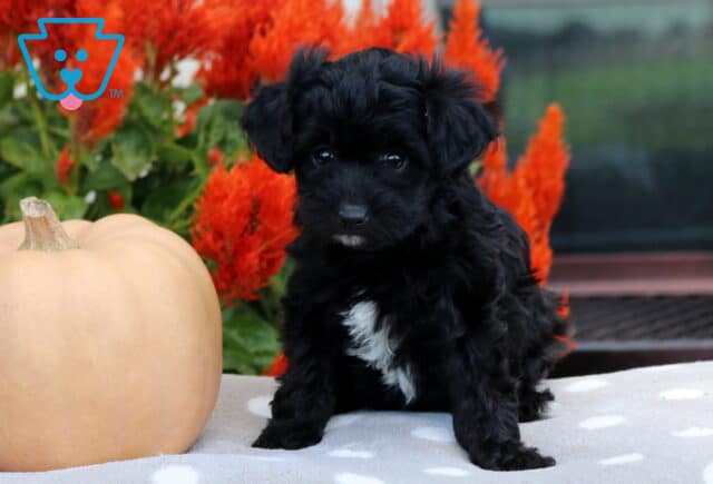 Tiny black Havapoo puppy with a fluffy wavy coat and distinctive white chest markings sitting beside a pale peach pumpkin with brilliant red autumn flowers behind it. image