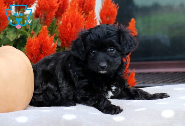 Black Havapoo puppy with silky, wavy fur and a tiny white chin resting with its front paws extended beside a peach pumpkin and vivid red autumn flowers. image