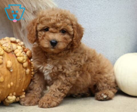 Cookie Poodle Mix