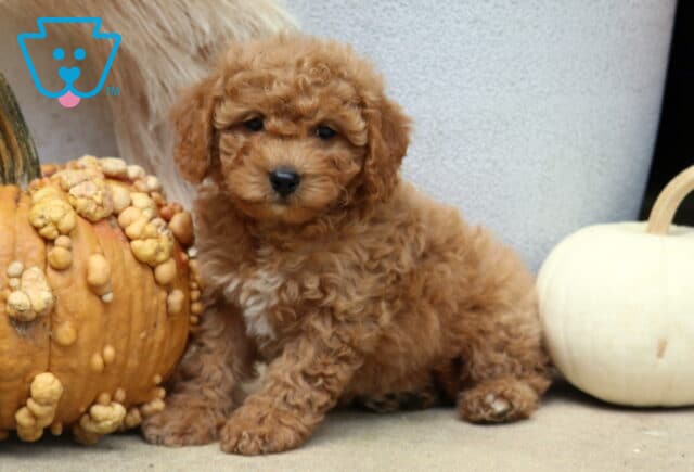 Cookie Poodle Mix image