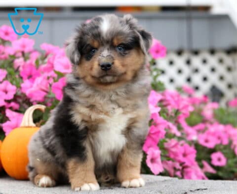 Cooper Mini Aust Shepherd