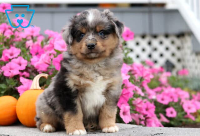 Cooper Mini Aust Shepherd image