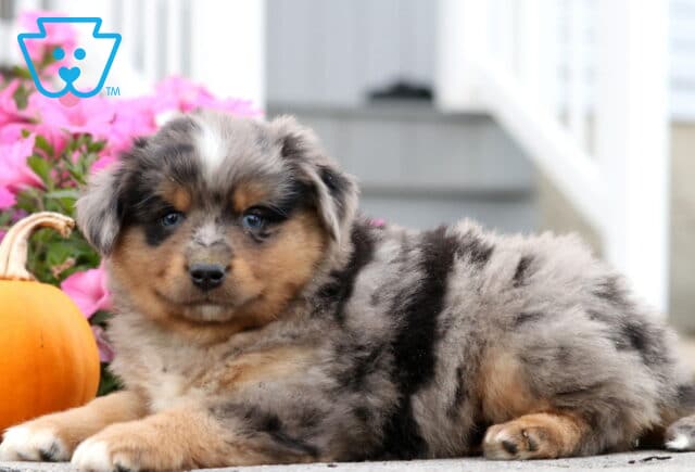 Cooper Mini Aust Shepherd2 image