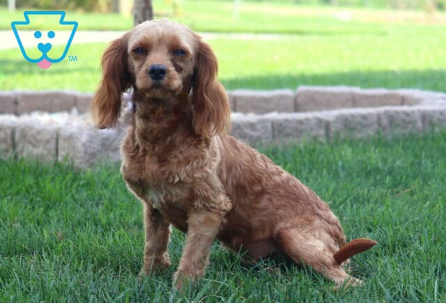 Crystal Cavapoo Sam Blank image