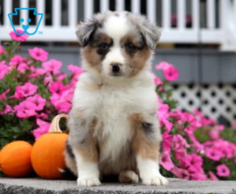 Cupcake Mini Aust Shepherd