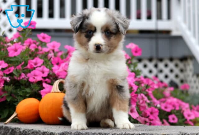 Cupcake Mini Aust Shepherd image