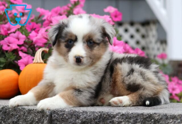 Cupcake Mini Aust Shepherd2 image
