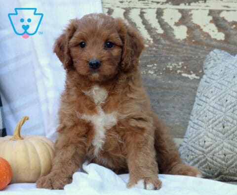 Cyber Mini Bernedoodle