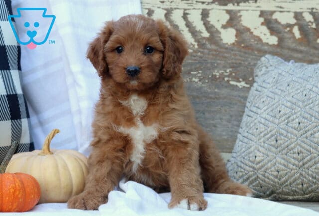 Cyber Mini Bernedoodle image