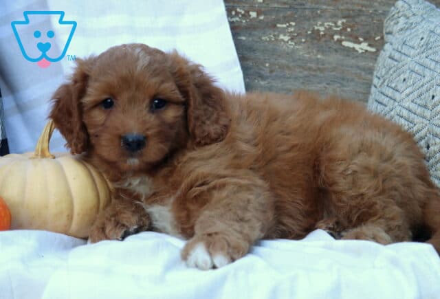 Cyber Mini Bernedoodle2 image