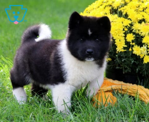 Daisy Akita
