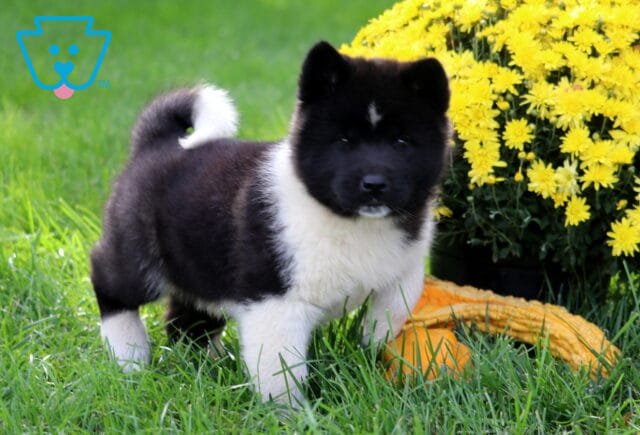 Daisy Akita image