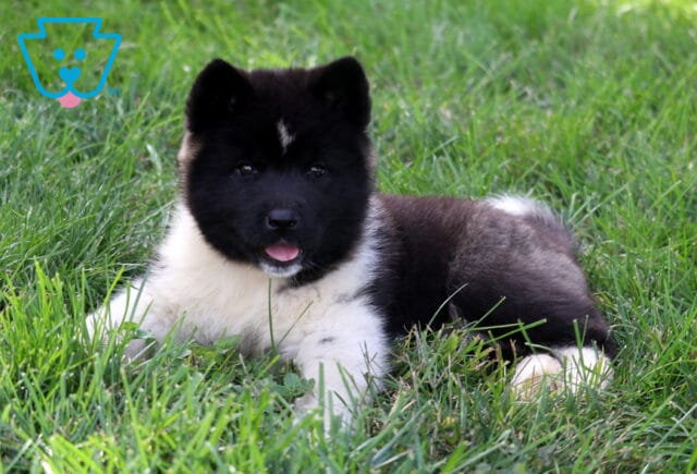 Black and white Akita puppy resting in thick green grass with upright ears, a small white forehead marking, and its pink tongue peeking out. image