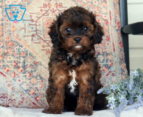 Daisy Cavapoo