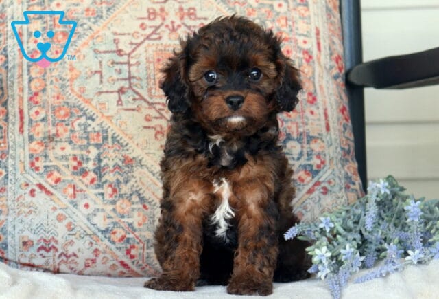 Daisy Cavapoo image