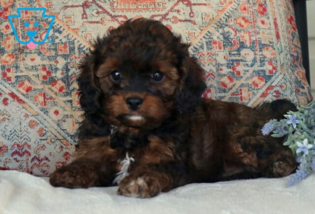 Daisy Cavapoo2 image