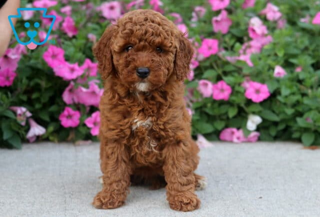 Dakota Toy Poodle image