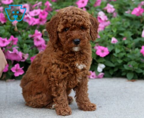 Dakota Toy Poodle2