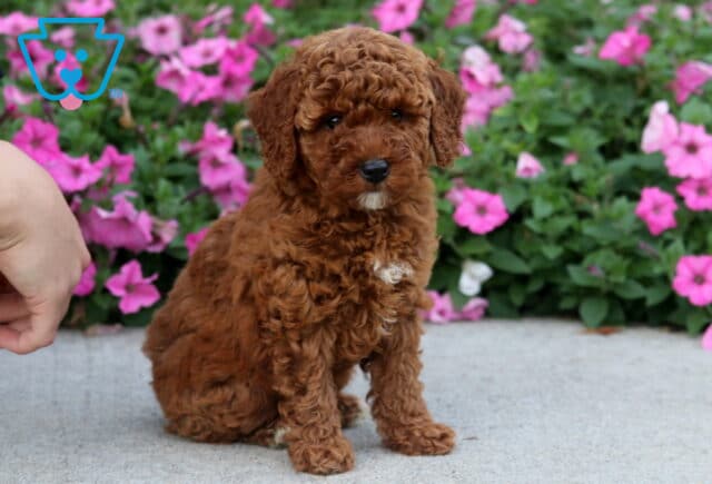 Dakota Toy Poodle2 image