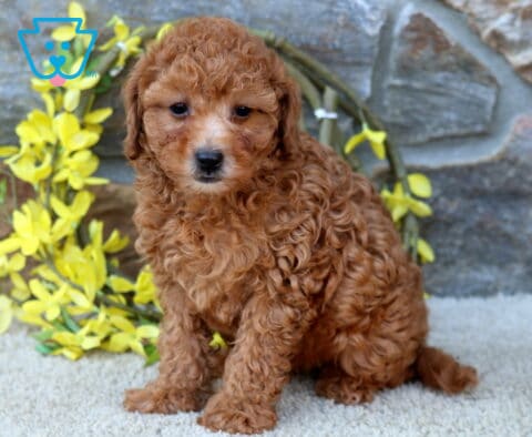 Dalilah Poodle MIx